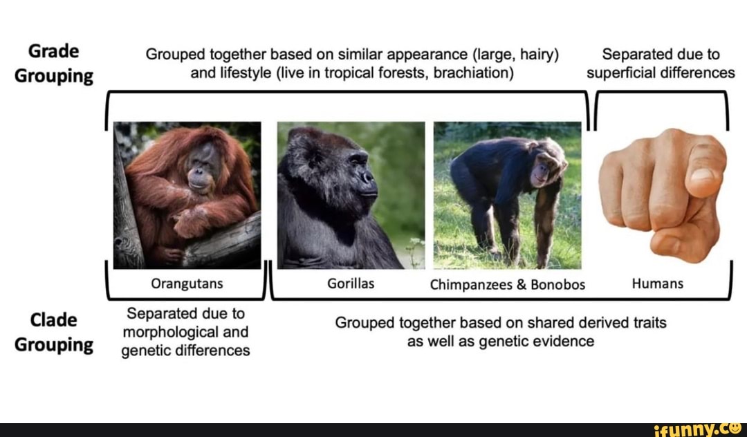 Grade Grouped together based on similar appearance (large, hairy