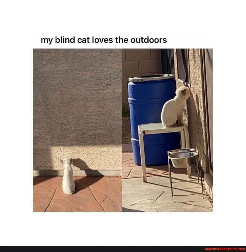 my blind cat loves the outdoors