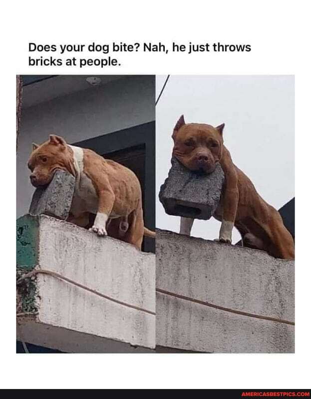 Does your dog bite? Nah, he just throws bricks at people.
