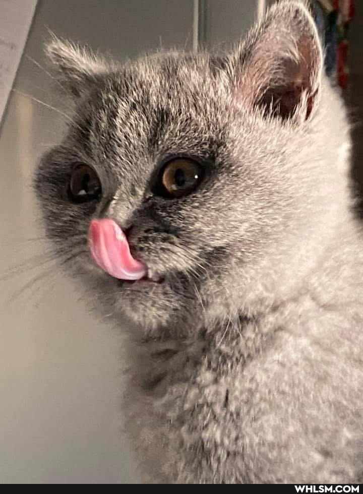 funny, kittens, love, beautiful