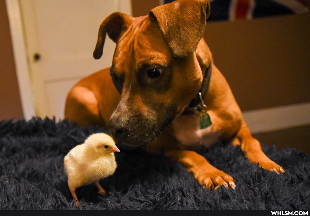 dogs, aww, chickens, baby_animals
