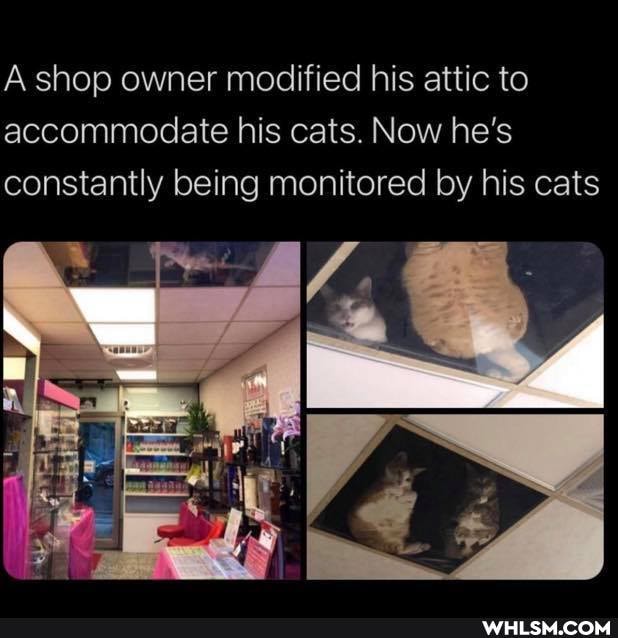 A shop owner modified his attic to accommodate his cats. Now he's constantly being monitored by his cats