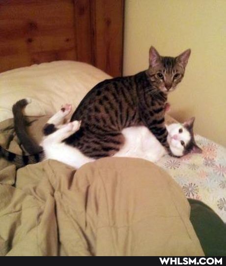 cats, loveyourpets, confused, funny_cats