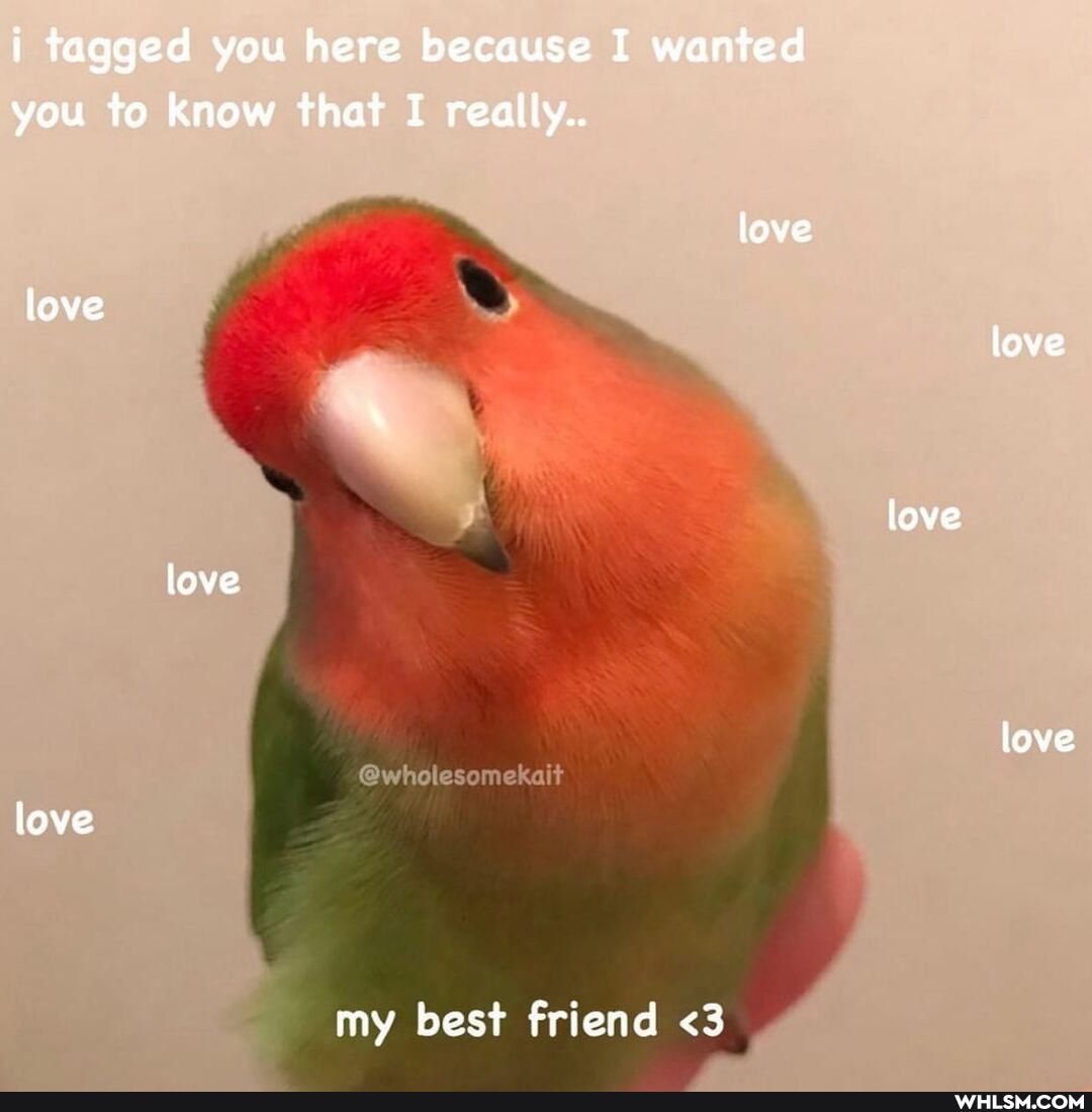 i tagged you here because I wanted you to know that I really..
love
love love
love
love
love
love
@wholesomekait
my best friend <3
