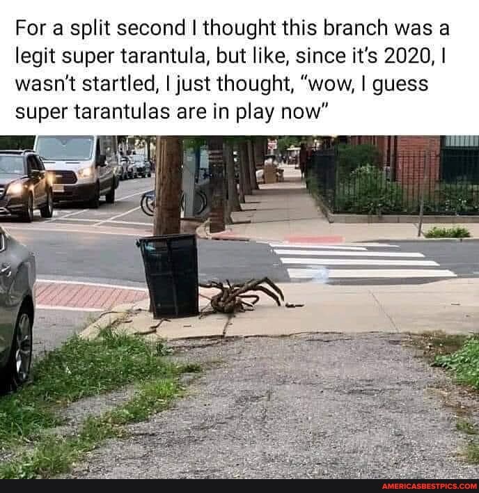 For a split second I thought this branch was a legit super tarantula, but like, since it's 2020, I wasn't startled, I just thought, "wow, I guess super tarantulas are in play now"