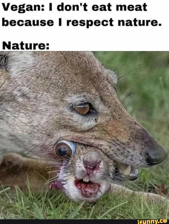 Vegan: don't eat meat because respect nature. Nature: - iFunny Brazil