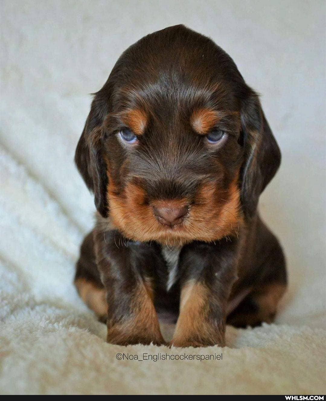 &Noa Engishcockerspaniel