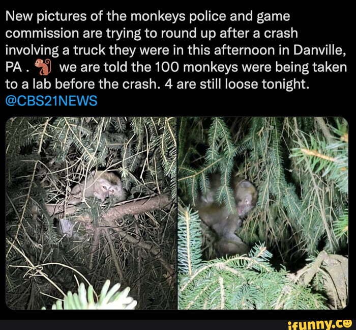 New pictures of the monkeys police and game commission are trying to