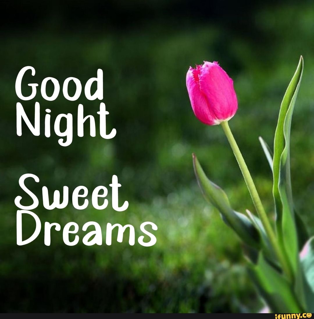 Good Night Sweet Dreams - seo.title