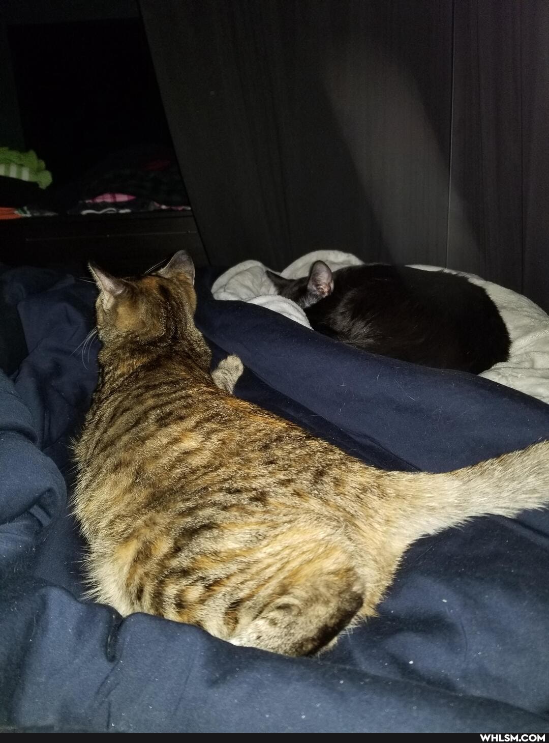 aww, cat