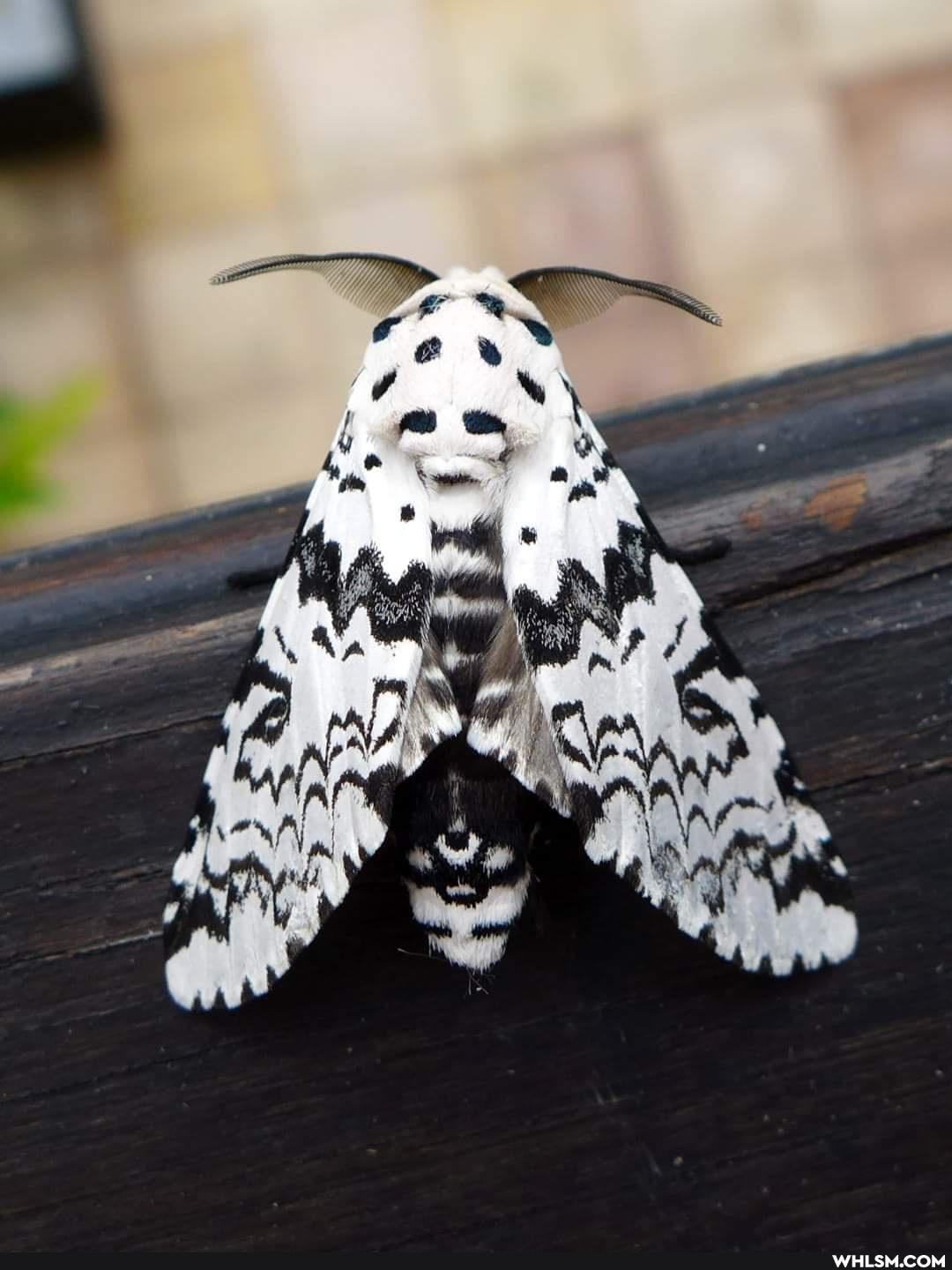 mildly_interesting, nature, amazing, wow