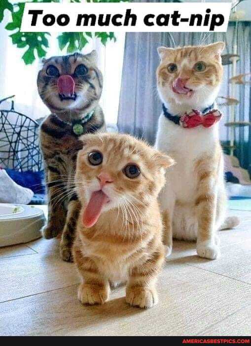 Too much catnip
