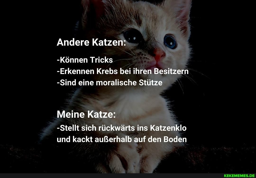 Andere Katzen:
-Können Tricks
-Erkennen Krebs bei ihren Besitzern
-Sind eine moralische Stütze
Meine Katze:
-Stellt sich rückwärts ins Katzenklo und kackt außerhalb auf den Boden