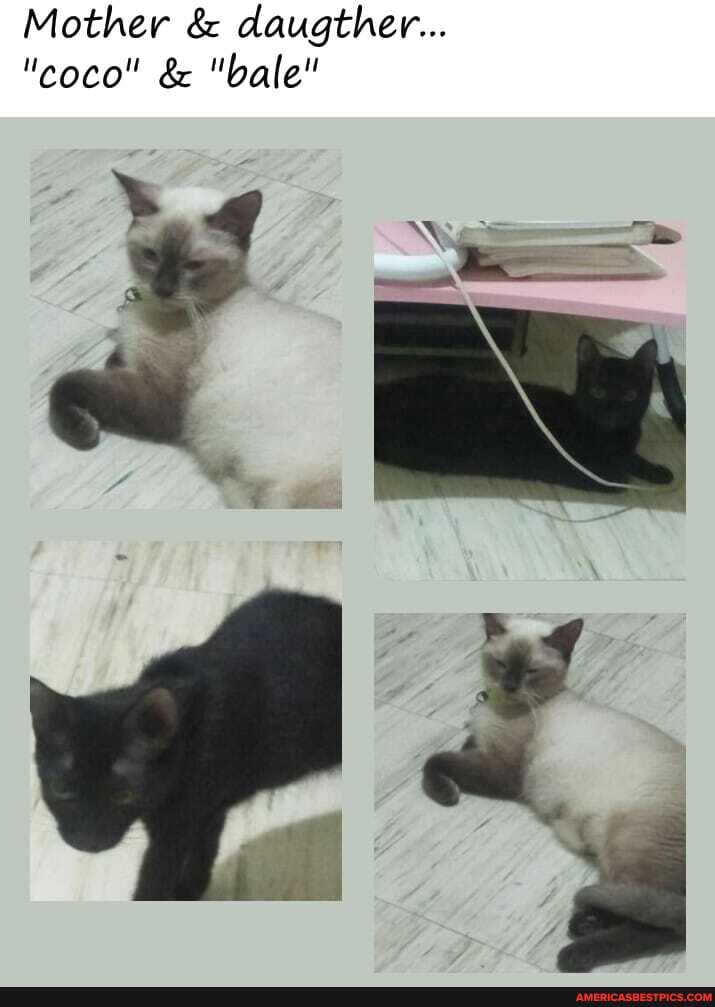 Mother & daugther...
"coco" & "bale"