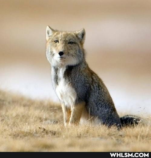 tibetan_fox, vulpes_ferrilata, tibetan_sand_fox