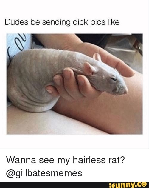 Dudes be sending dick pics like Wanna see my hairless rat? @gillbatesmemes.