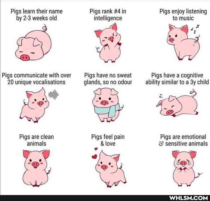 Pigs learn their name Pigs rank #4 in Pigs enjoy listening
by 2-3 weeks old intelligence to music
Pigs communicate with over Pigs have no sweat Pigs have a cognitive
20 unique vocalisations glands, so no odour ability similar to a child
WY Pigs are clean Pigs feel pain Pigs are emotional
animals &love & sensitive animals