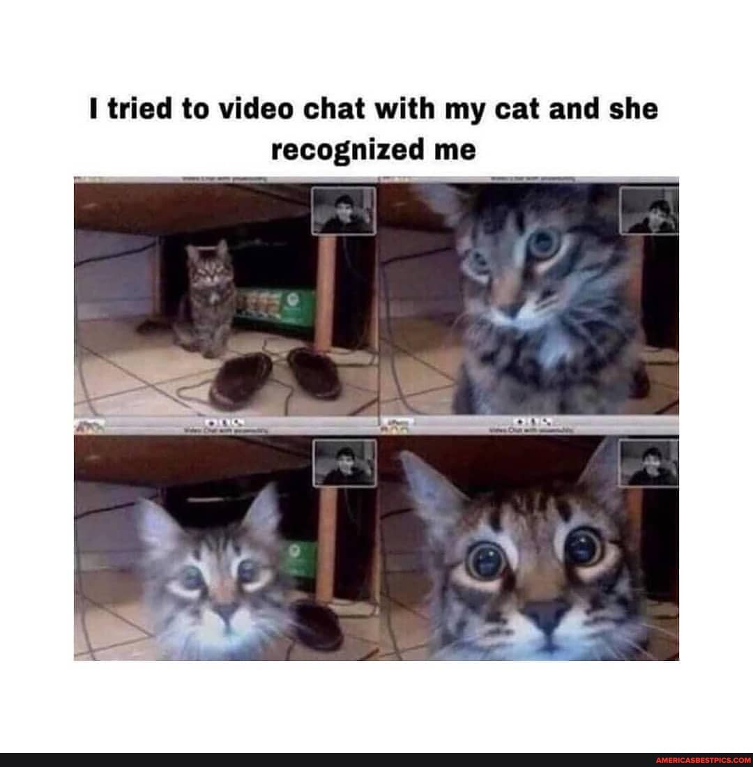 tried to video chat with my cat and she recognized me