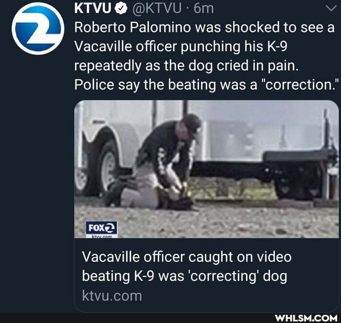 KTVU@
Roberto Palomino was shocked to see a
Vacaville officer punching his repeatedly as the dog cried in pain.
Police say the beating was a "correction."
Vacaville officer caught on video beating was 'correcting' dog