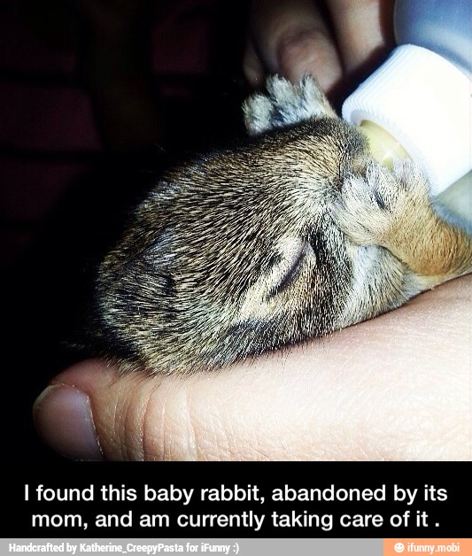 I found this baby rabbit, abandoned by its
mom, and am currently taking care of it - I found this baby rabbit, abandoned by its mom, and am currently taking care of it .