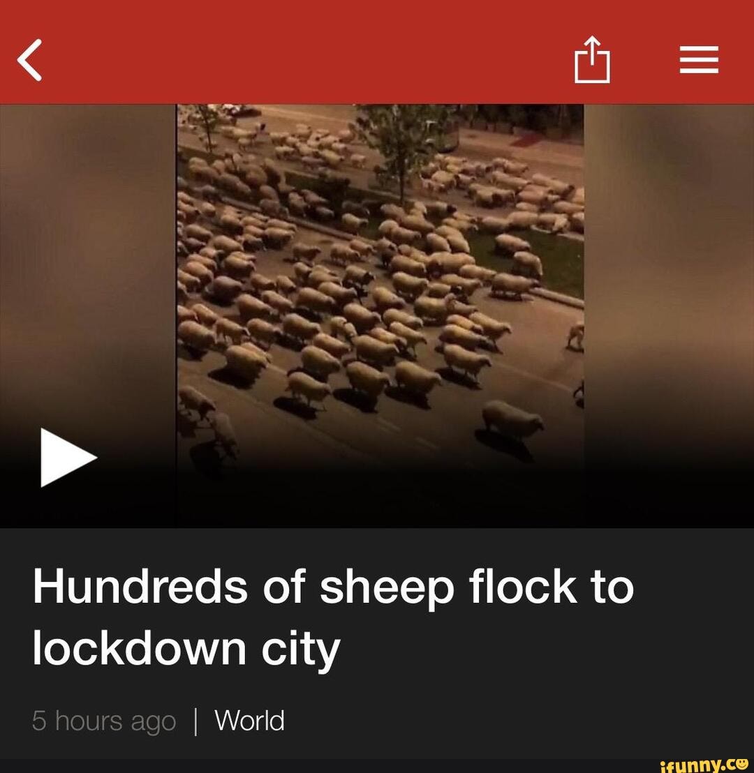 Hundreds of sheep flock to lockdown city
5 hours ago I World