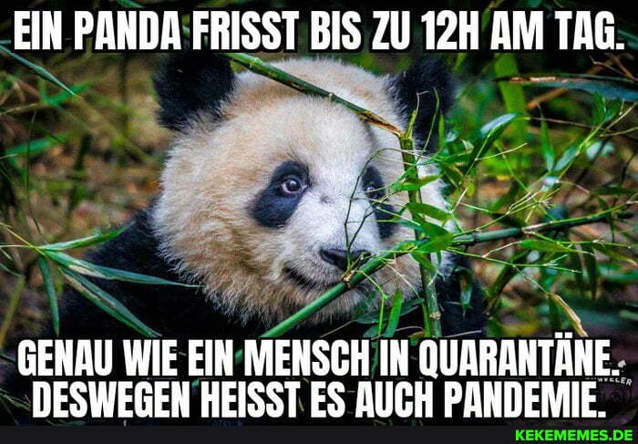 EIN PANDA FRISST BIS ZU AM TAG.
GENAU WIE EIN MENSCH IN QUARANTÄNE.
NESIWEREN BEISST ES NIIPH DANNERAIE