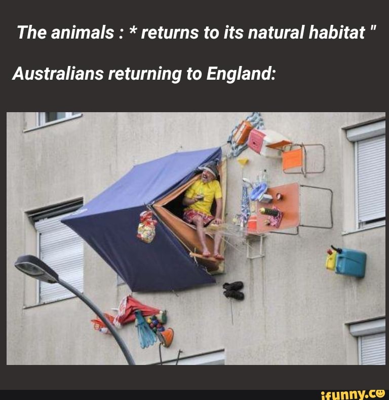 The animals * returns to its natural habitat Australians returning to England: