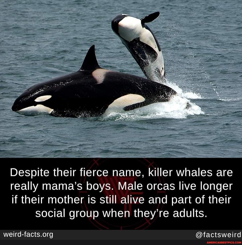 Despite their fierce name, killer whales are
really mama's boys. Male orcas live longer
if their mother is still alive and part of their social group when they're adults.
@factsweird