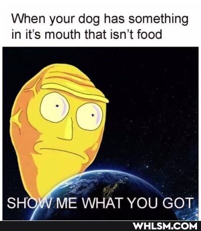 When your dog has something
in it's mouth that isn't food
SH ME WHAT YOU GOT