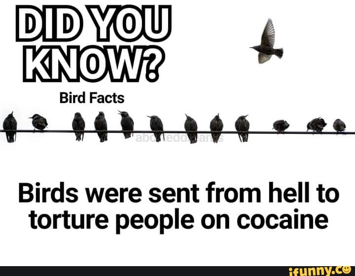 DID YOU)
KNOW?
Bird Facts
NAG
Birds were sent from hell to torture people on cocaine