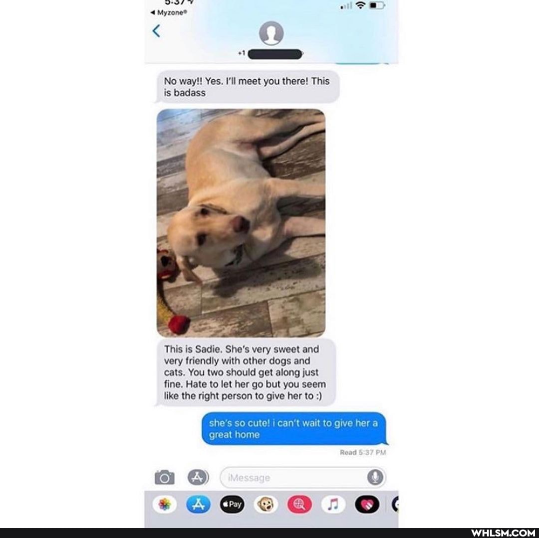 No way!! Yes. I'll meet you there! This is badass
This is Sadie. She's very sweet and very friendly with other dogs and cats. You two should get along just fine. Hate to let her go but you seem like the right person to give her to
she's so cute! can wait tog
grea
Road PM