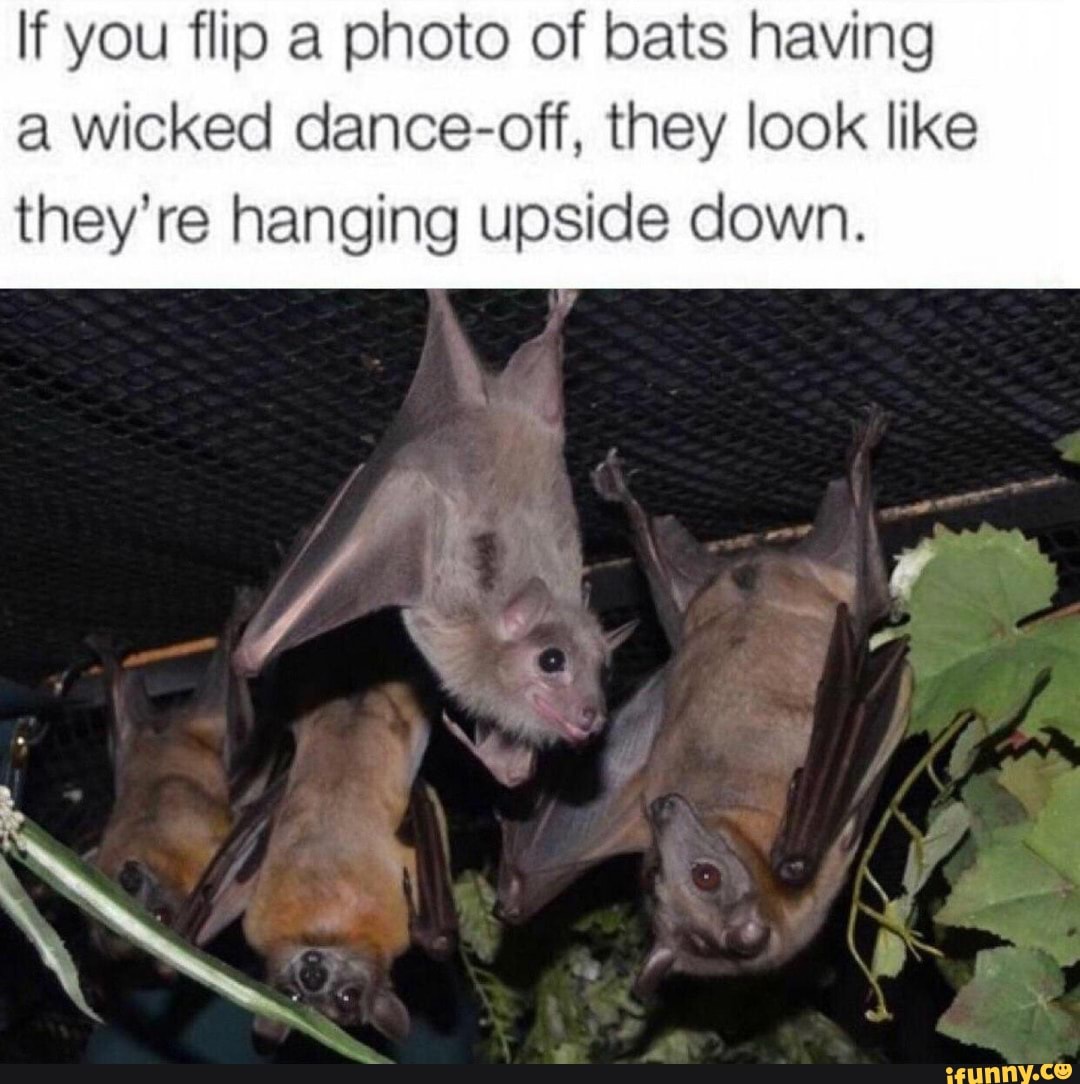If you flip a photo of bats having a wicked danceoff, they look like