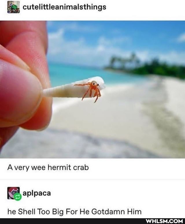cutelittleanimalsthings
Avery wee hermit crab
BB epipaca
ha Chall Tan Din Car Wa Ontdamn Wim