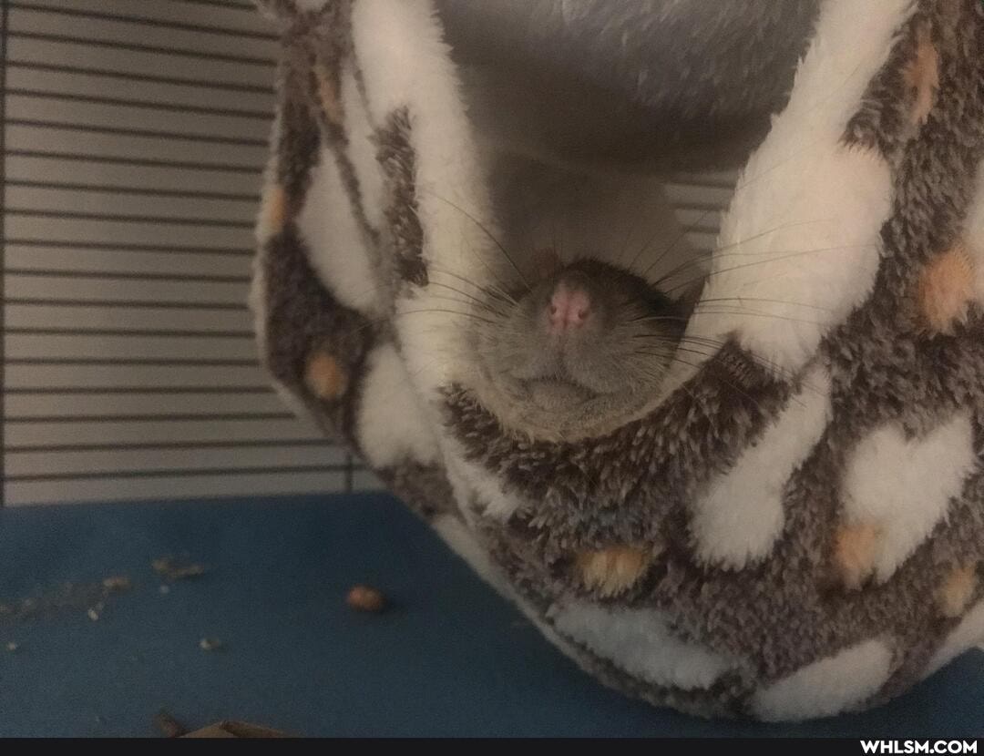 adorable, rats, critters