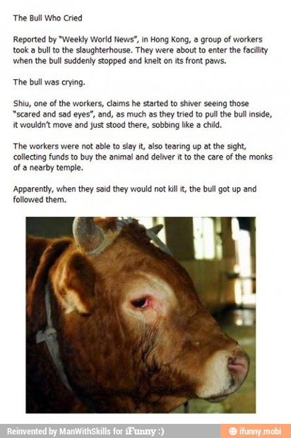 Reported by "Weekly World News", in Hong Kong, a group of workers
took a
bull to the slaughterhouse. They were about to enter the facility
when the bull suddenly stopped and knelt on its front paws.
The bull was crying.
'Shiu, one of the workers, claims he started to shiver seeing those
"scared and sad eyes", and, as much as they tried to pull the bull inside,
it wouldn't move and just stood there, sobbing like a child
The workers were not able to slay it, also tearing up at the sight,
collecting funds to buy the animal and deliver it to the care
of the monks
of 2 nearby temple,
'Apparently, when they said they would not kill it, the bull got up and
followed them.