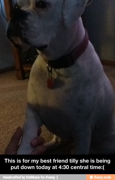 This is for my best friend tilly she is being
put down today at 4:30 central time:( - This is for my best friend tilly she is being put down today at 4:30 central time:(