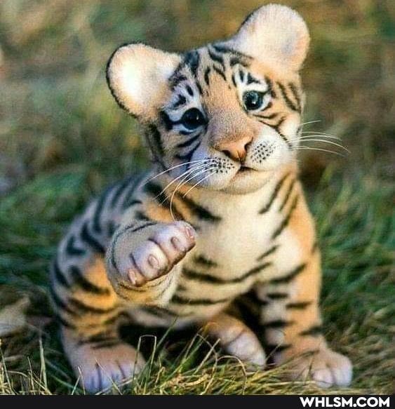 baby_animals, cute_animal, cuteness_overload