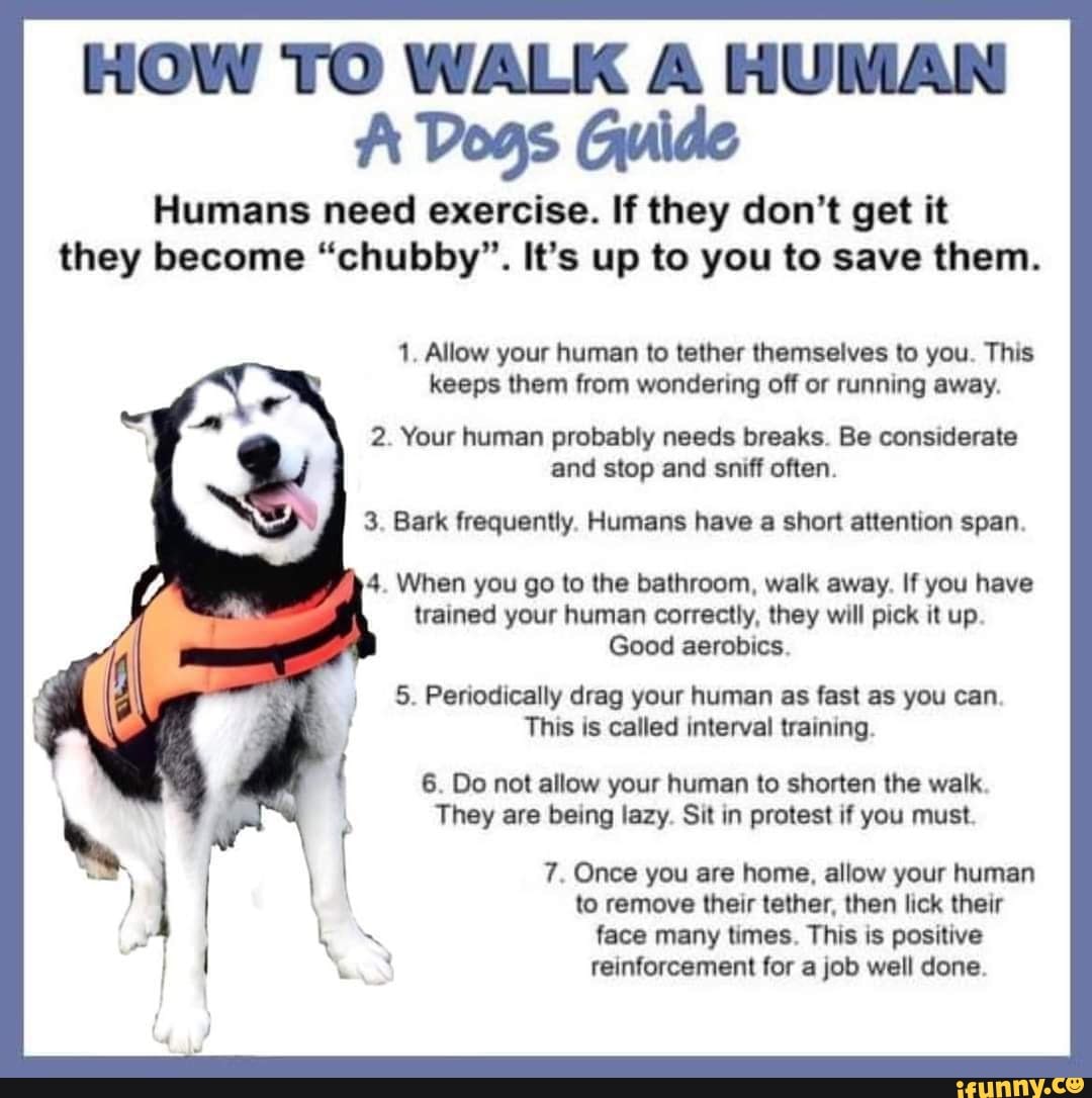 HOW TO WALK A HUMAN Dogs Guide Humans need exercise. If they don't get