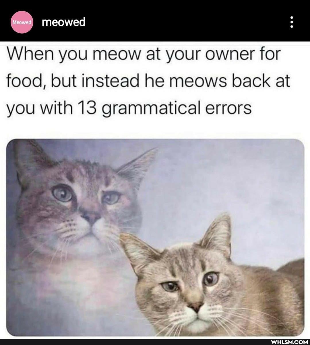 meowed
When you meow at your owner for food, but instead he meows back at you with 13 grammatical errors