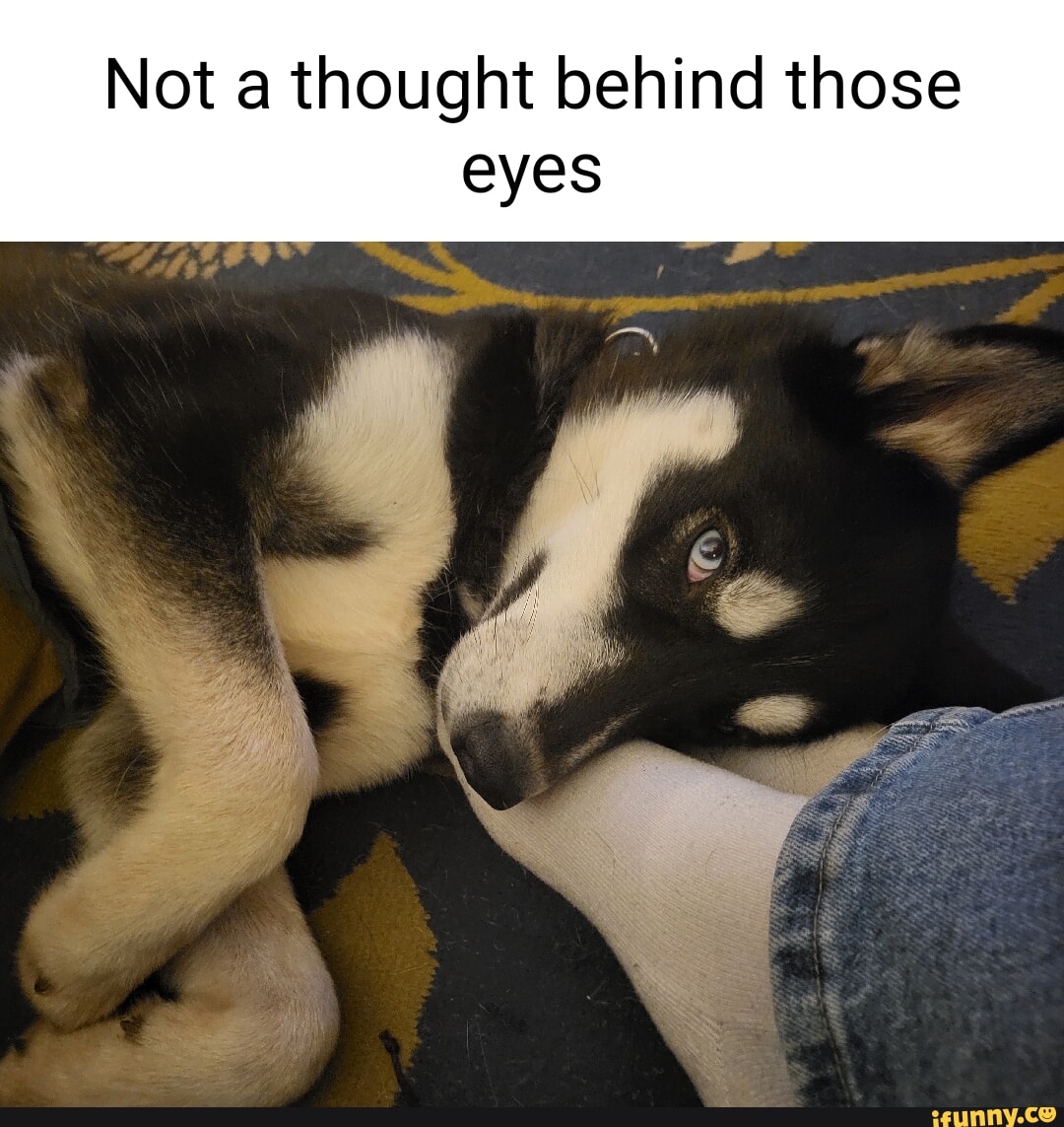 Not A Thought Behind Those Eyes Ifunny