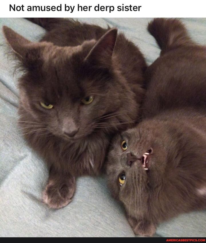 Not amused by her derp sister