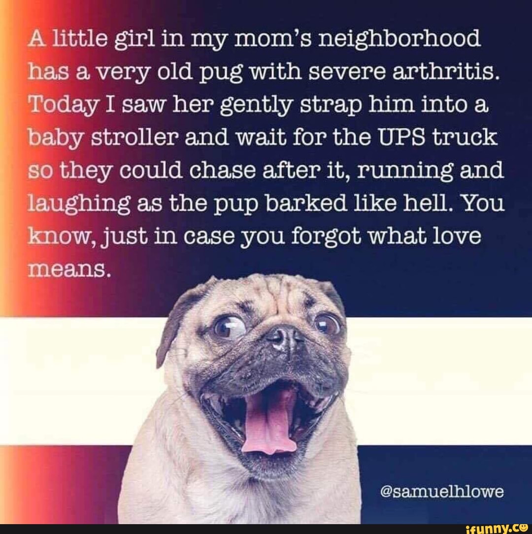 pug pushing stroller