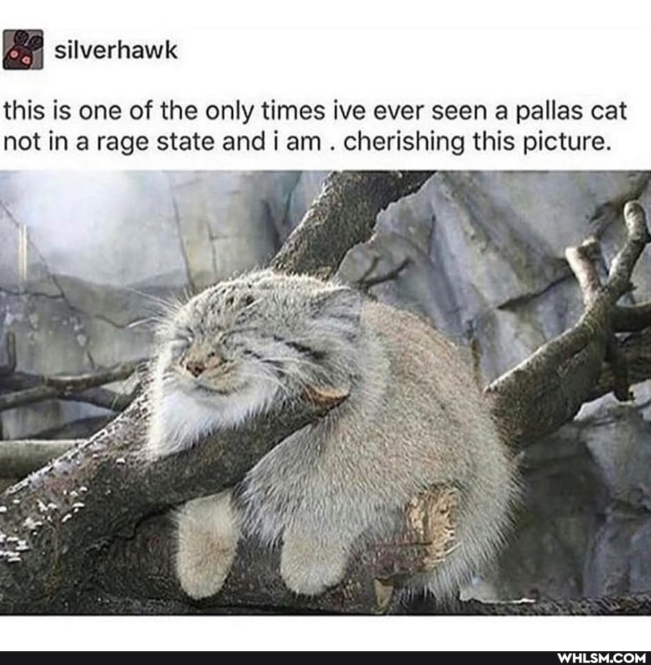 this is one of the only times ive ever seen a pallas cat not in a rage state and am. cherishing this picture.