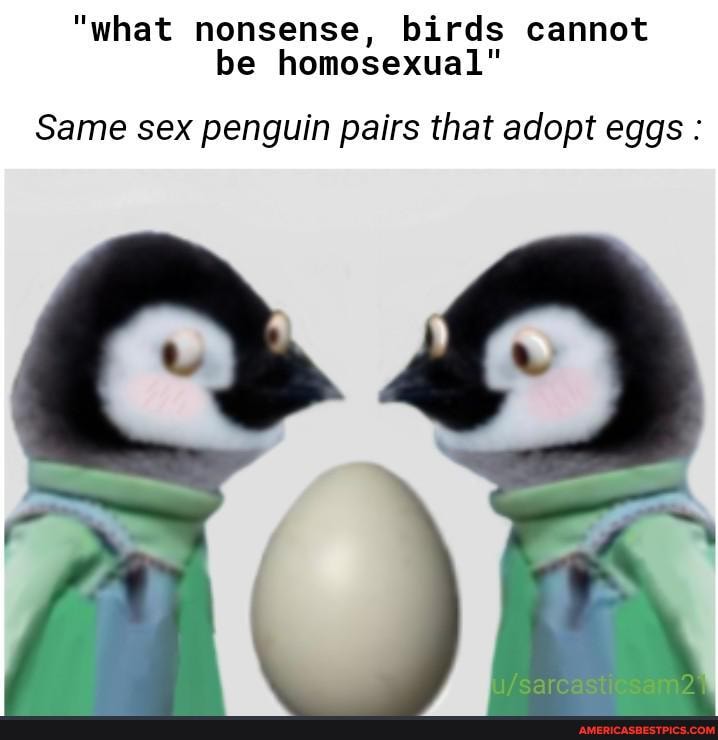 "what nonsense, birds cannot be homosexual"
Same sex penguin pairs that adopt eggs :