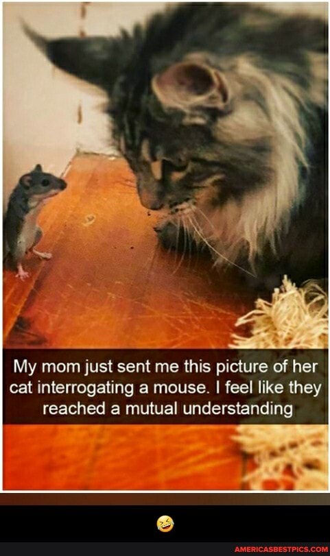 My mom just sent me this picture of her cat interrogating a mouse. I feel like they reached a mutual understanding - đŸ¤£