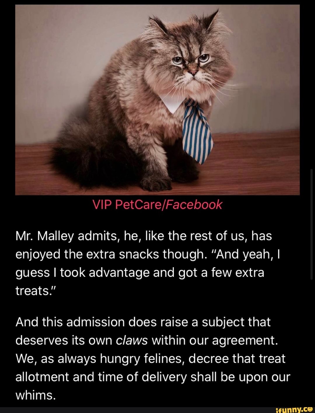 Mr. Malley admits, he, like the rest of us, has
enjoyed the extra snacks though. "And yeah, I
guess I took advantage and got a few extra
treats."
And this admission does raise a subject that
deserves its own claws within our agreement.
We, as always hungry felines, decree that treat
allotment and time of delivery shall be upon our
whims.