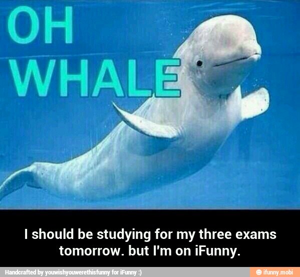 I should be studying for my three exams
tomorrow. but I'm on iFunny. - I should be studying for my three exams tomorrow. but I'm on iFunny.