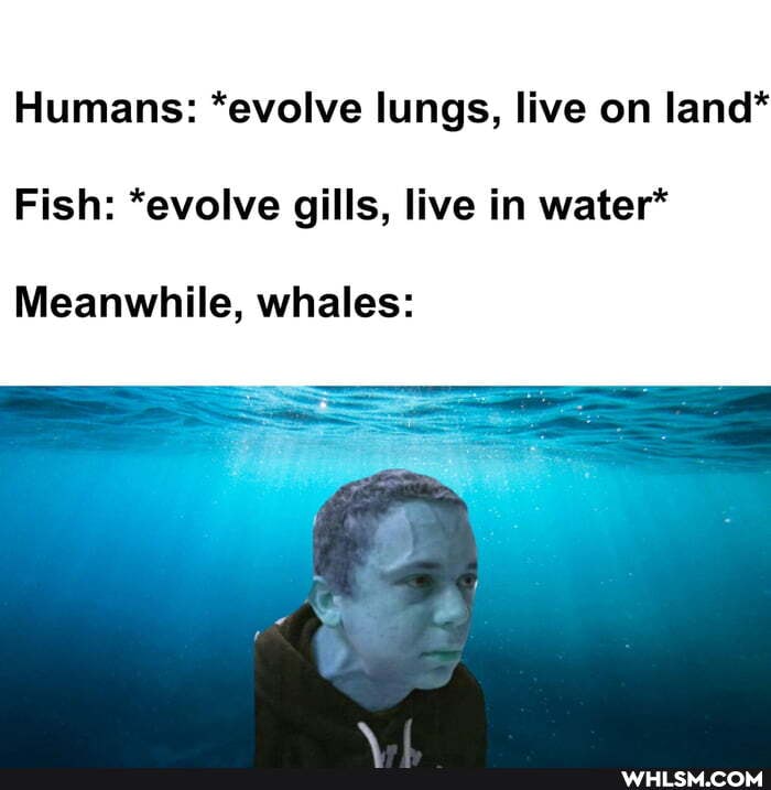 Humans: *evolve lungs, live on land*
Fish: *evolve gills, live in water*
Meanwhile, whales: