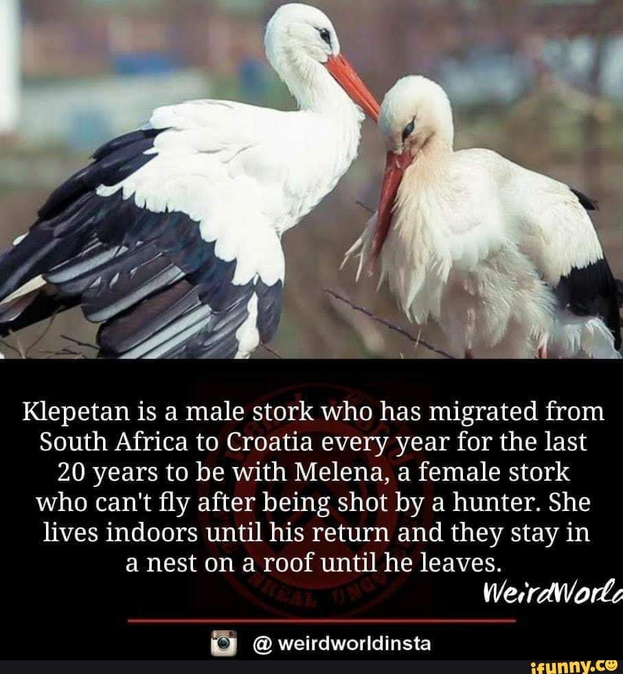 BE Klepetan is a male stork who has migrated from South Africa to