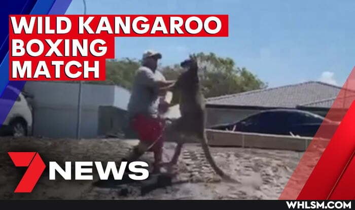 WILD KANGAROO BOXING MATCH
NEWS